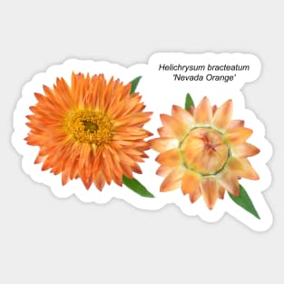 Helichrysum bracteatum 'Nevada Orange' Everlasting flower Sticker